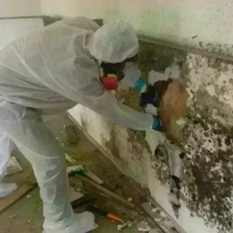 Mold Remediation and Removal in North Chicopee, MA